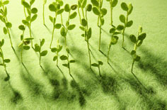 2024年Q2-2025年Q3亚洲天使和种子轮风险投资交易量（附原数据表） ​​​