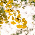 加速货物“出海” 粤港澳大湾区再添海上新通道